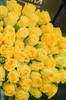 Роза Кения жёлтая 40 см - фото 6699