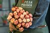 Роза Кения Крем с красным 40 см - фото 6704
