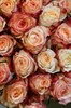 Роза Кения Крем с красным 40 см - фото 6705