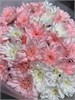11 кустовых хризантем микс 1 2362 - фото 8614